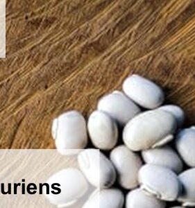 Semillas de Mucuna pruriens - Granel 1kg