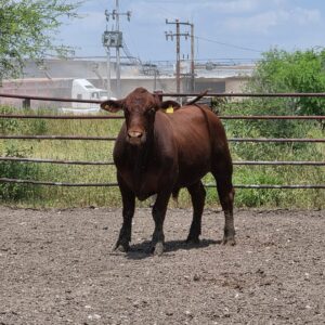 Lote de 8 Novillos Brangus Rojo en Coahuila