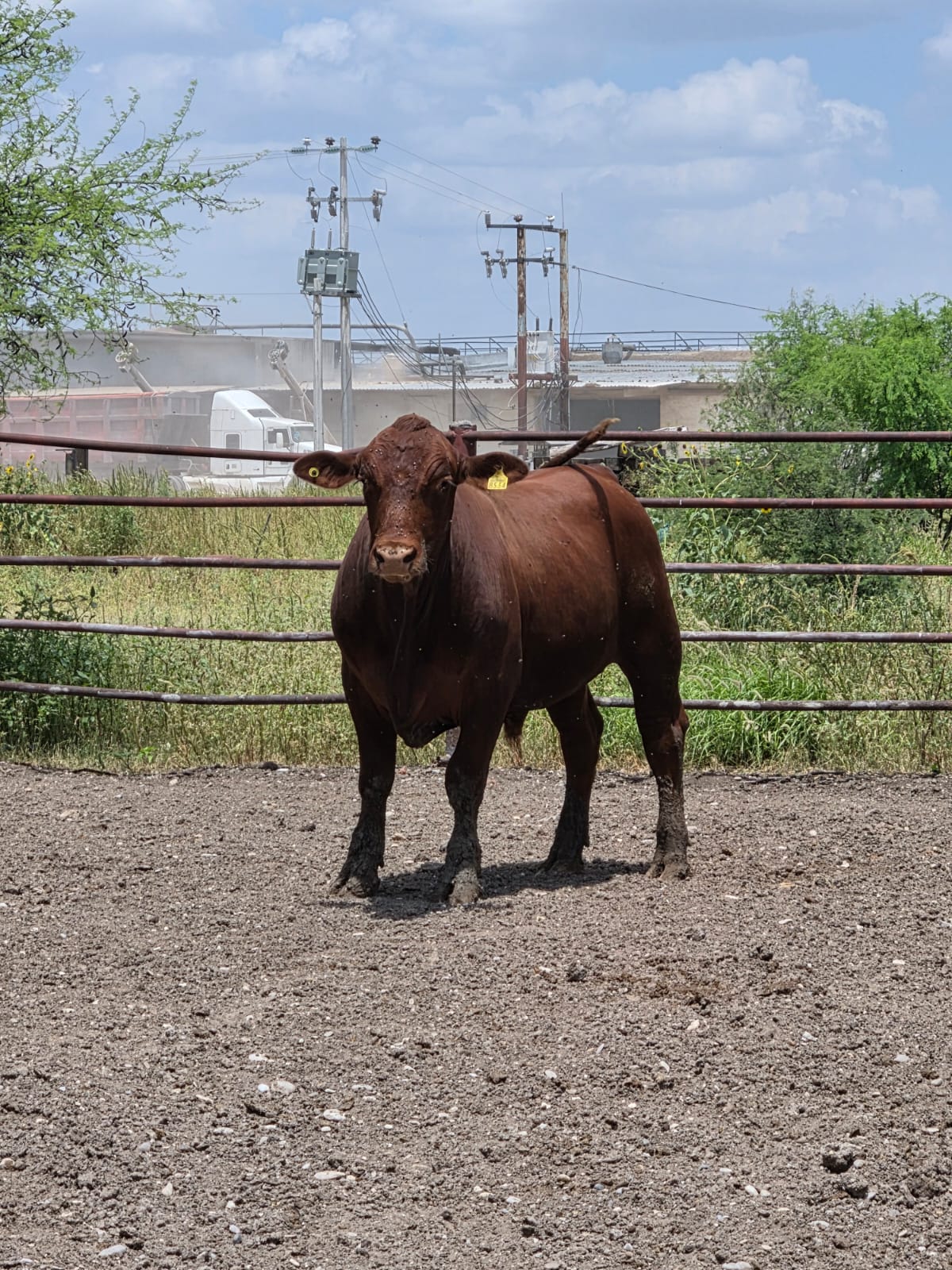 Lote de 8 Novillos Brangus Rojo en Coahuila