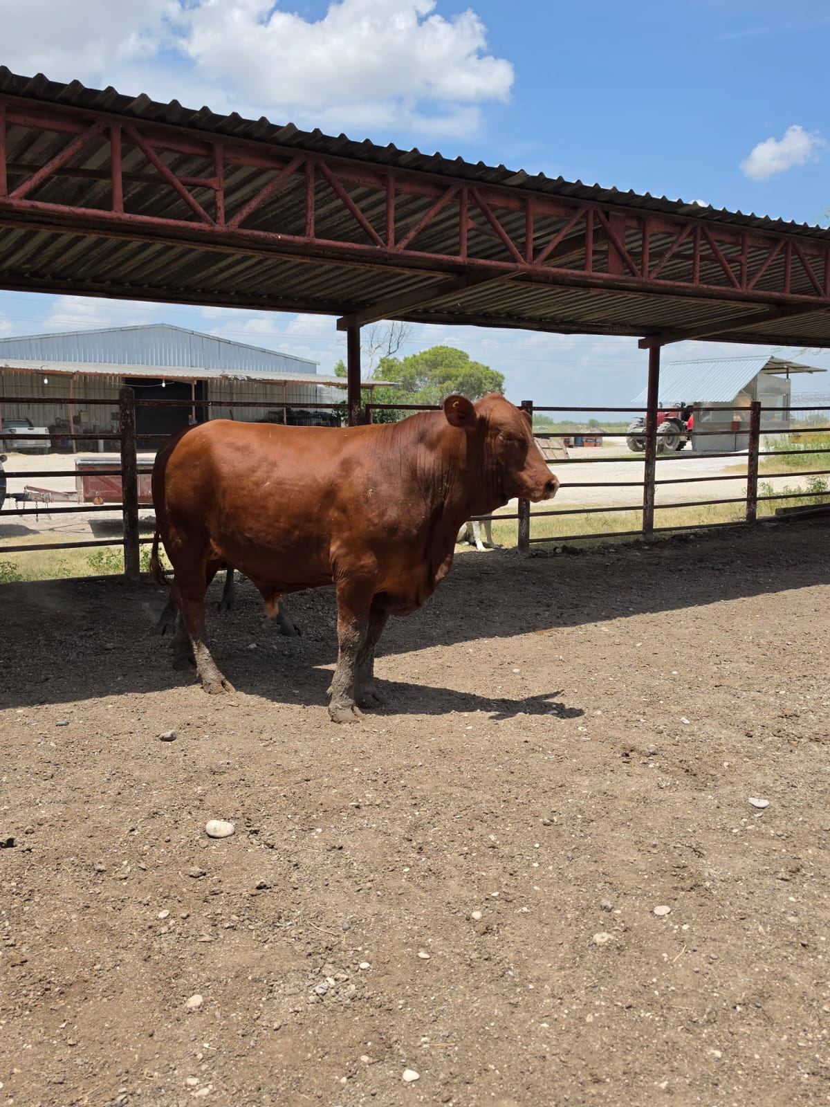 Lote de 8 Novillos Brangus Rojo en Coahuila
