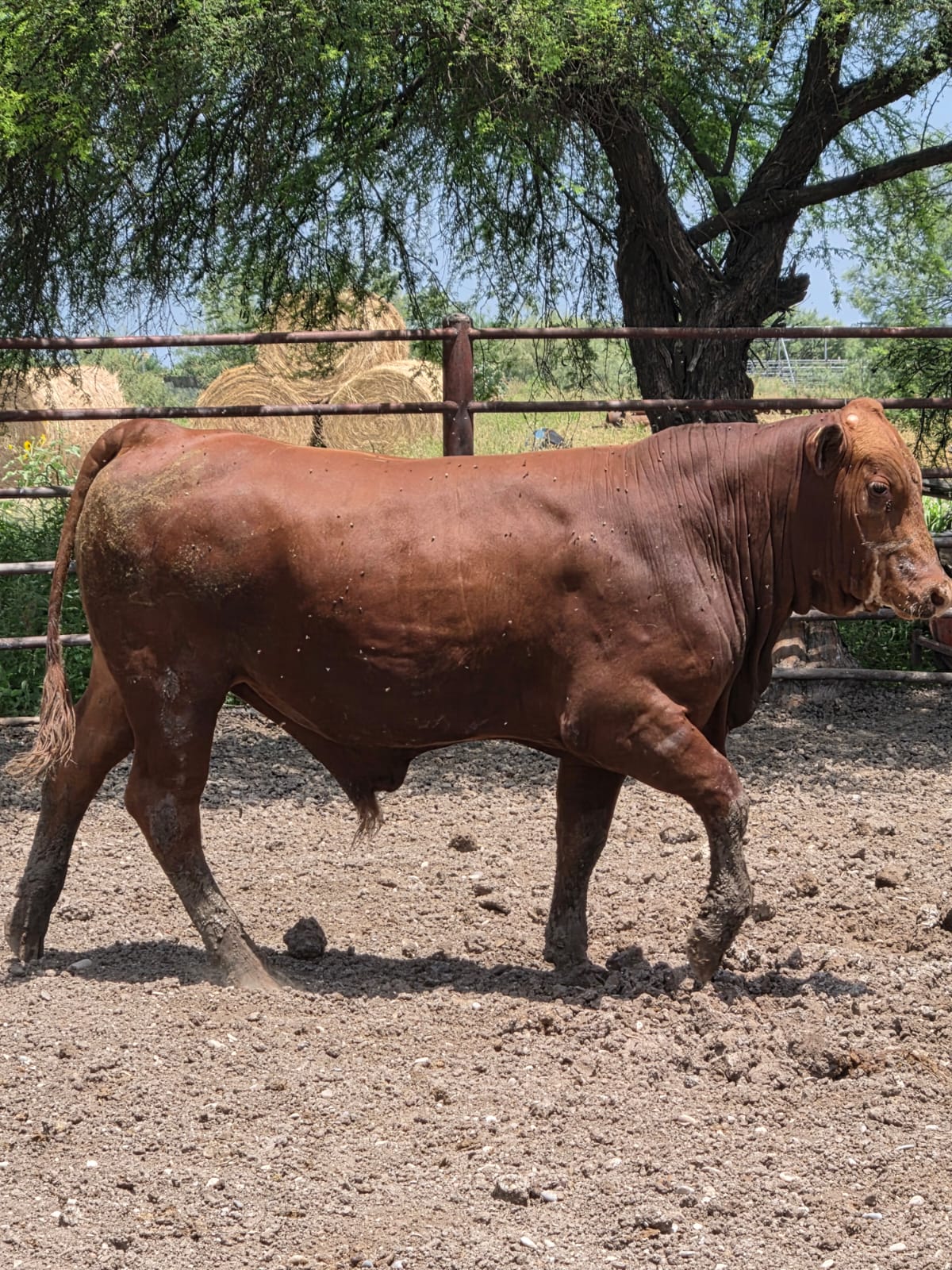 Lote de 8 Novillos Brangus Rojo en Coahuila