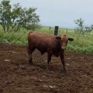Lote de 10 Novillos Brangus Rojo en Coahuila