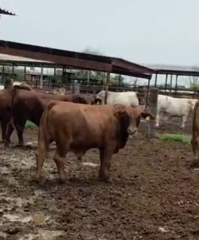 Lote de 10 Novillos Brangus Rojo en Coahuila