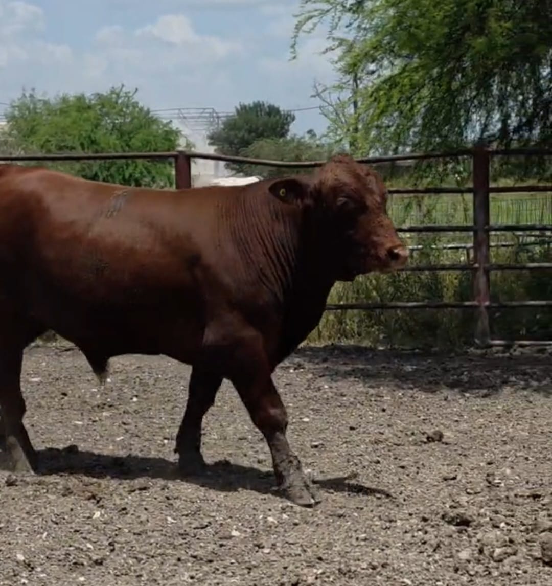 Lote de 10 Novillos Brangus Rojo en Coahuila