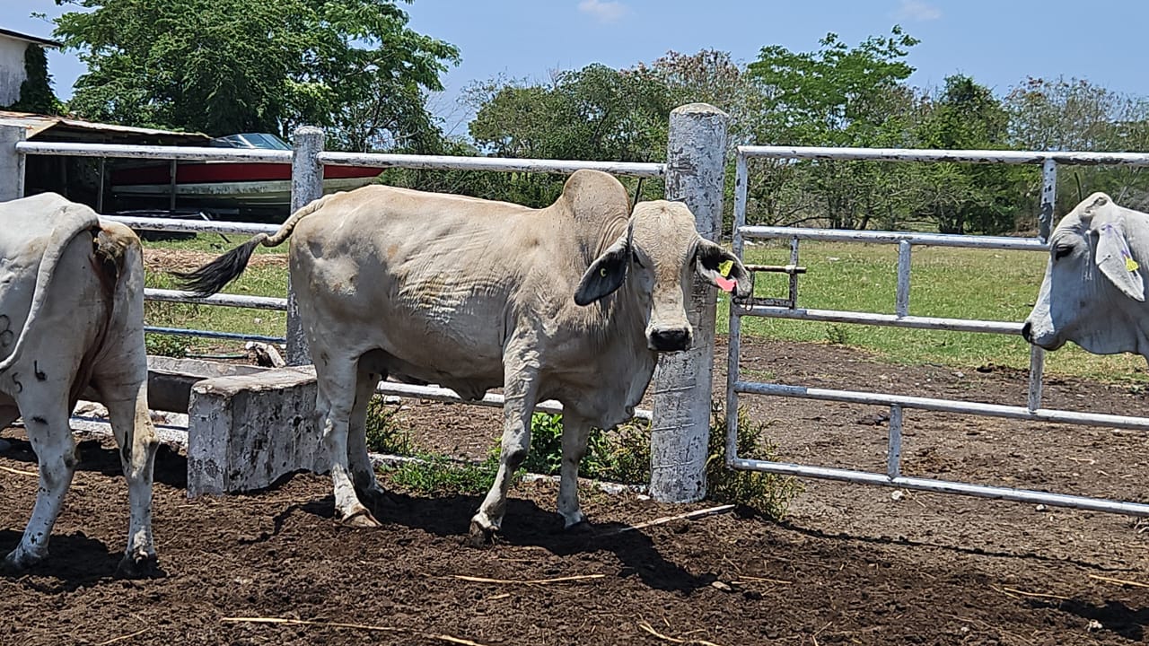 Lote 20 Vacas Brahman — Rancho Foncospa