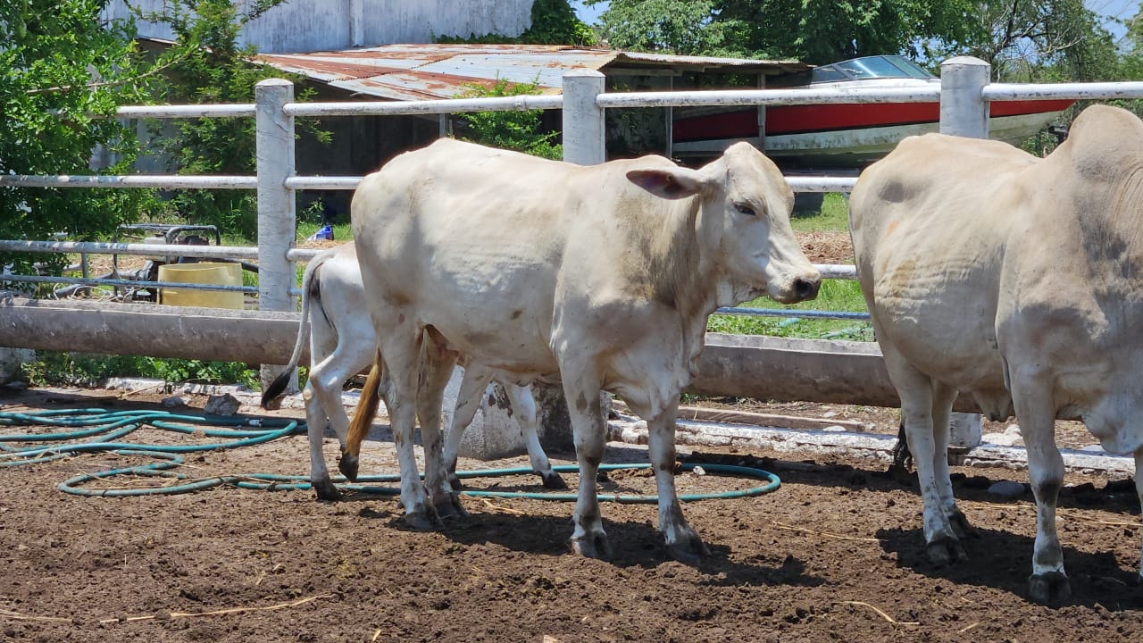 Lote 20 Vacas Brahman — Rancho Foncospa