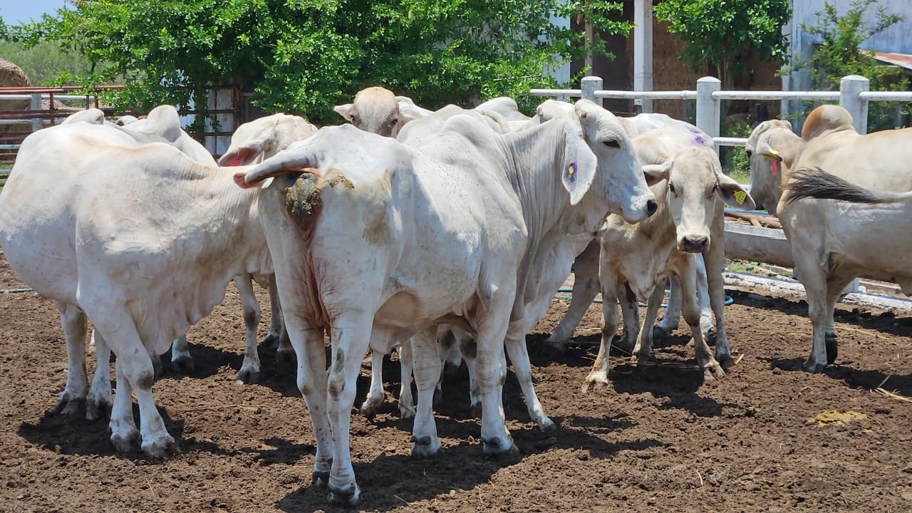 Lote 20 Vacas Brahman — Rancho Foncospa