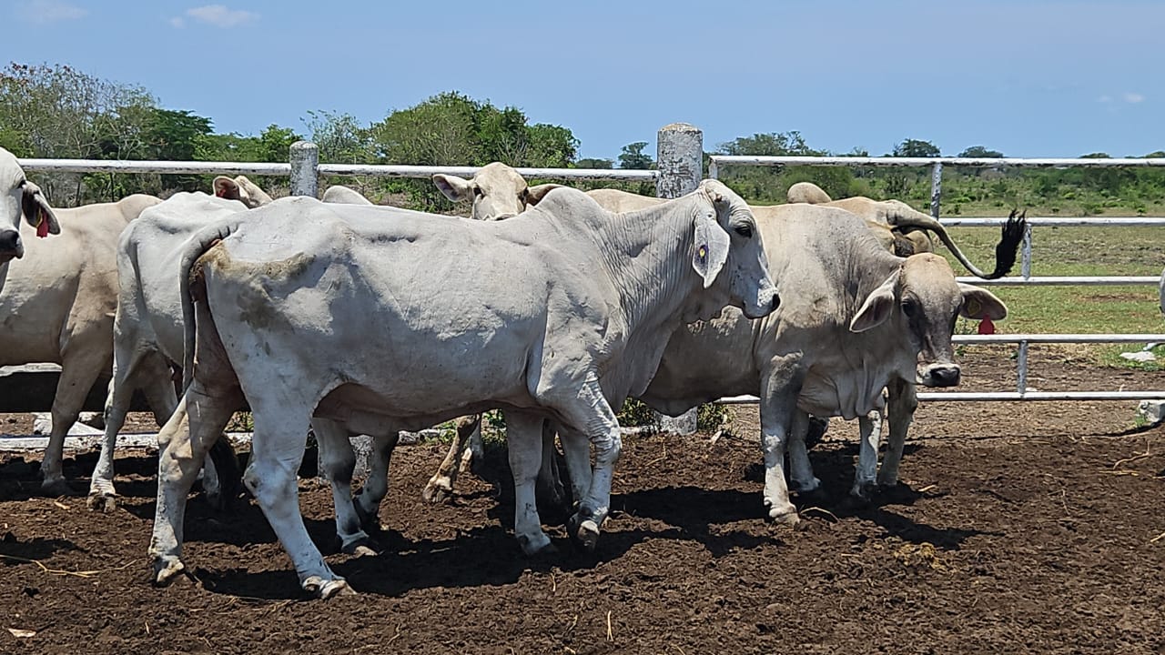 Lote 20 Vacas Brahman — Rancho Foncospa