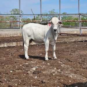 Torete Brahman 07