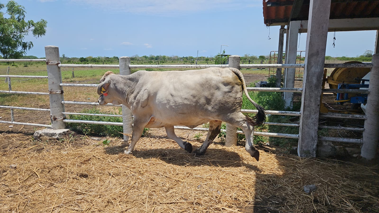 Lote 20 Vacas Brahman — Rancho Foncospa