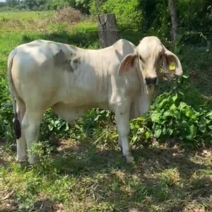 Becerro Brahman blanco - San Jose