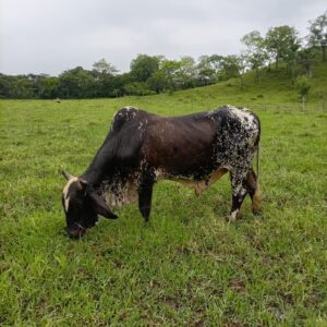 Toro de trabajo – Cruza de Sardo Negro