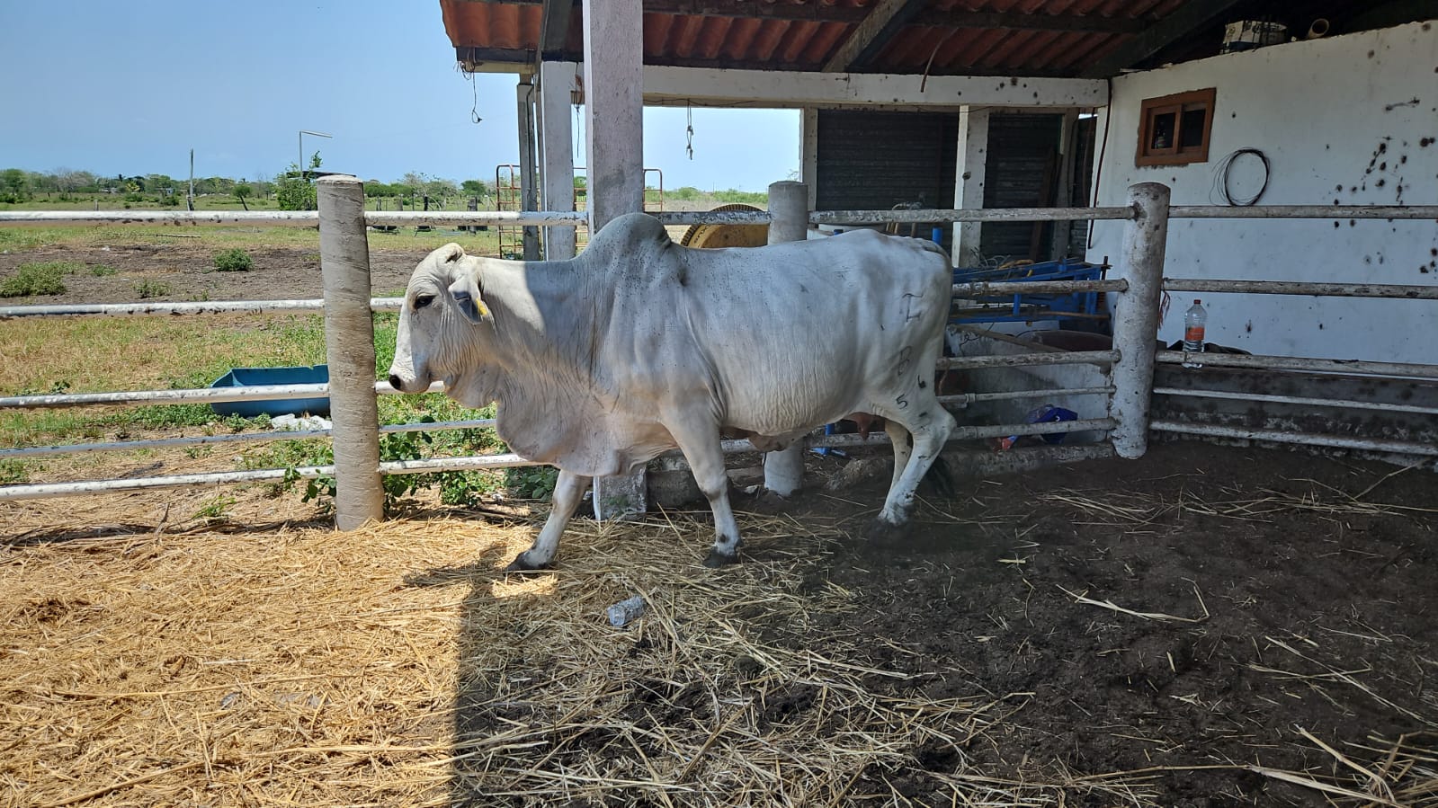 Lote 20 Vacas Brahman — Rancho Foncospa
