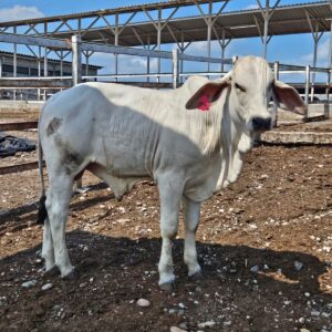 Torete Brahman 2478