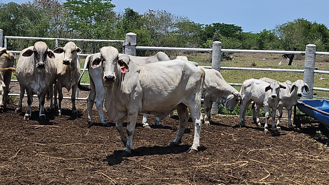 Lote 20 Vacas Brahman — Rancho Foncospa