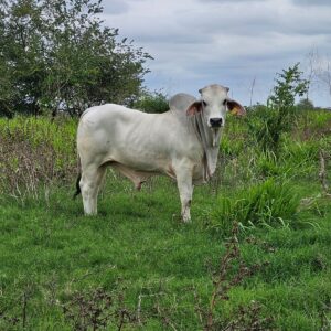 Semental Brahman 2946