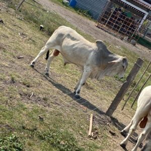 Semental Brahman 2959