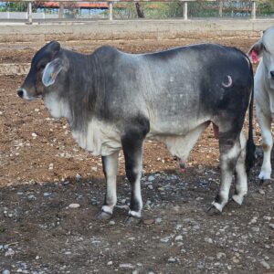 Torete Brahman 3121