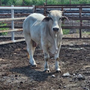 Torete Brahman 3501 - PO Foncospa