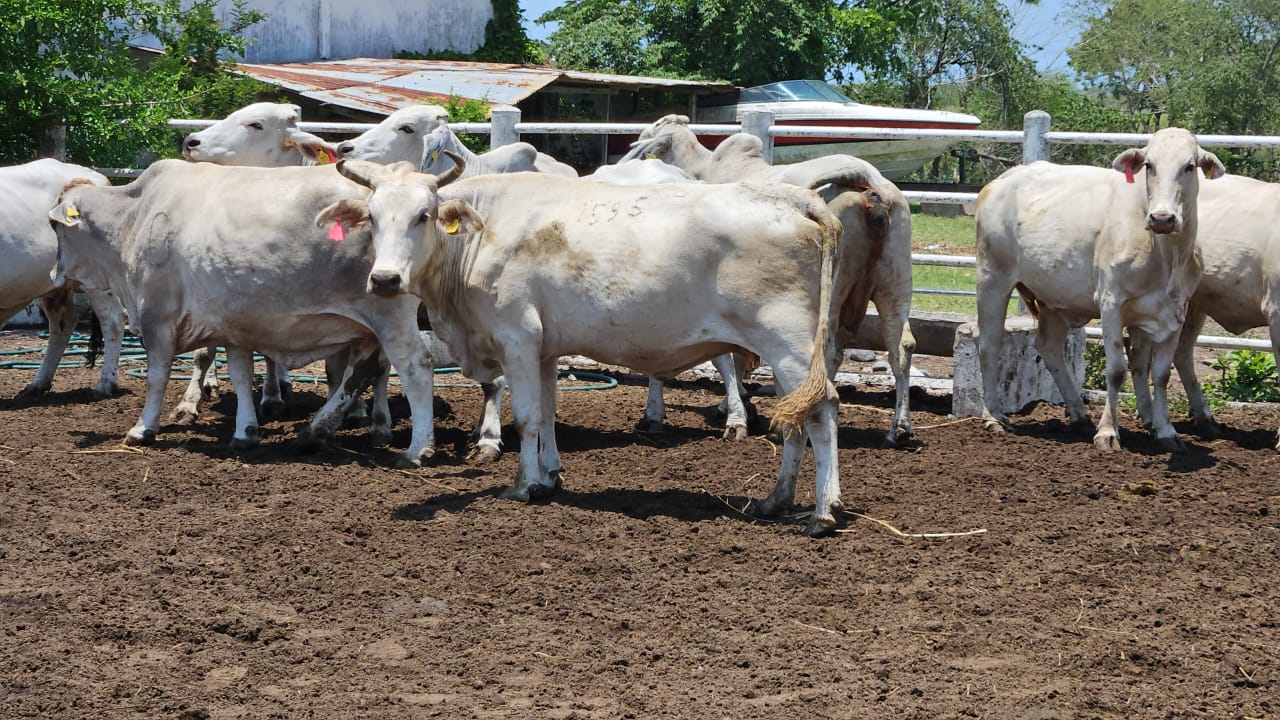 Lote 20 Vacas Brahman — Rancho Foncospa