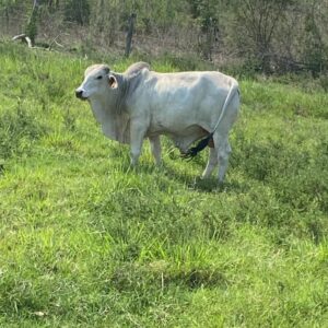 Semental Brahman 7776