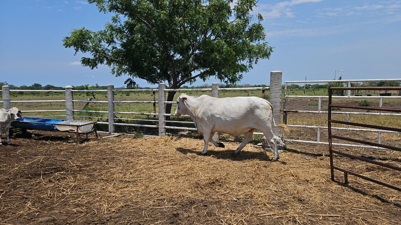 Lote 20 Vacas Brahman — Rancho Foncospa