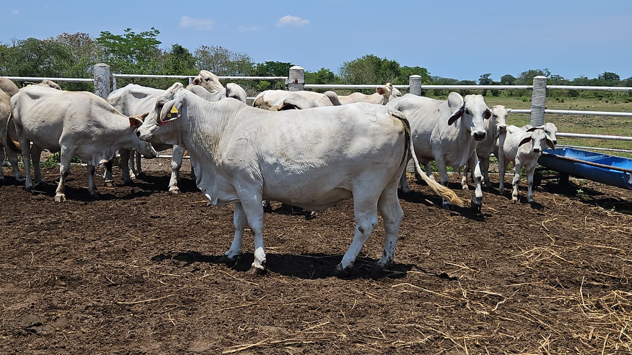 Lote 20 Vacas Brahman — Rancho Foncospa