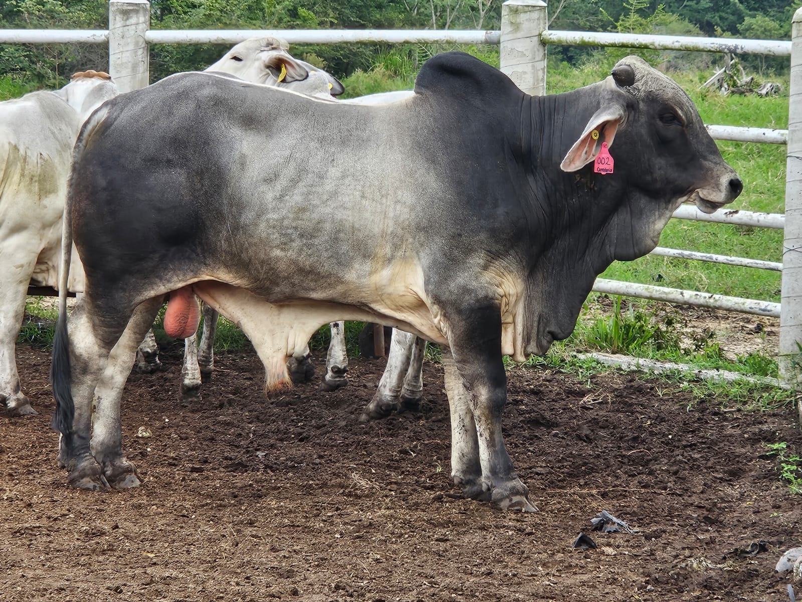 Semental Brahman 7780 — El Favorito