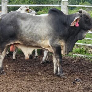 Semental Brahman 7780 — El Favorito