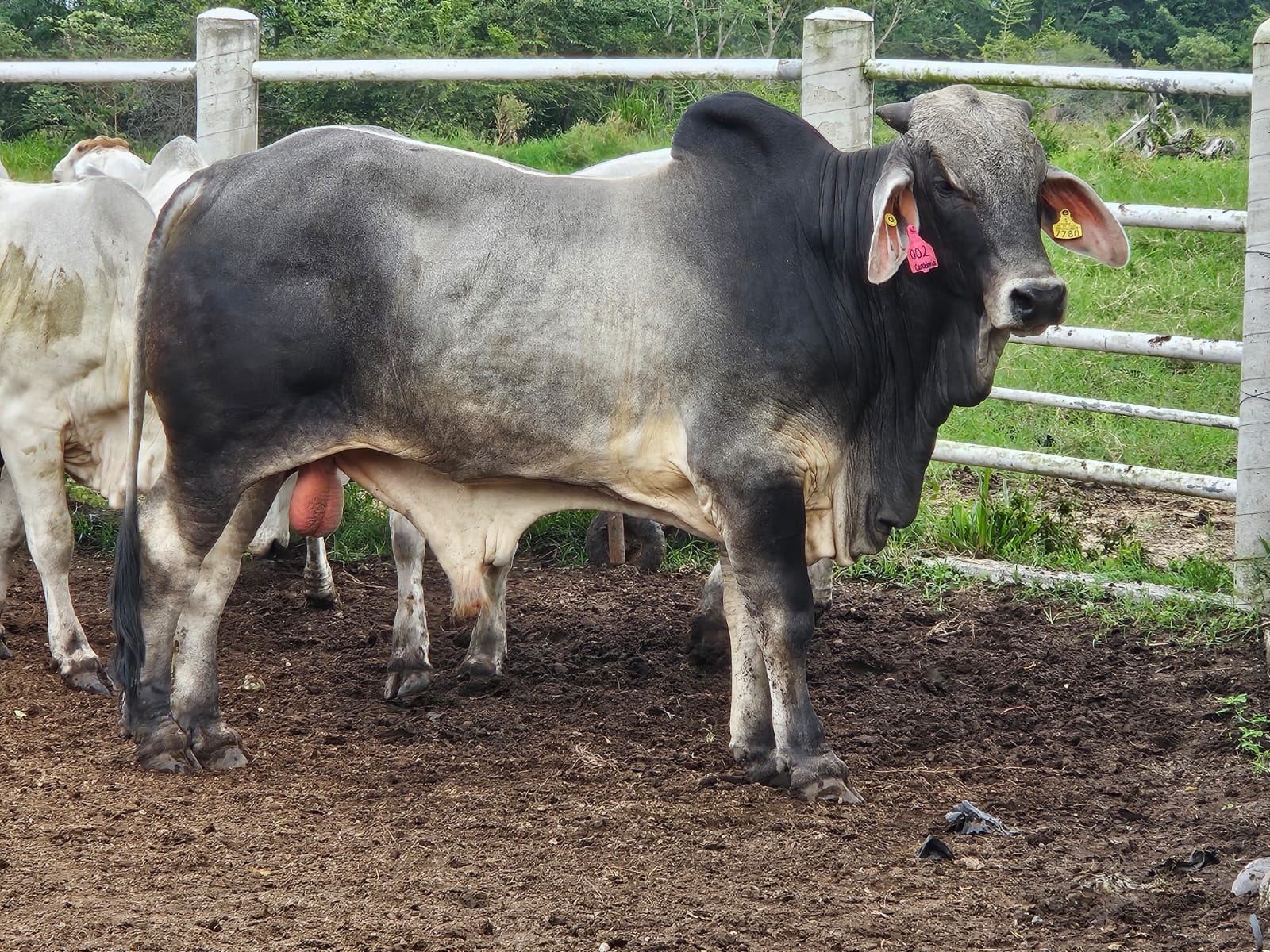 Semental Brahman 7780 — El Favorito