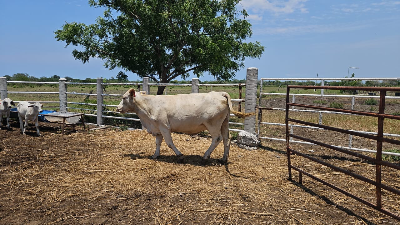 Lote 20 Vacas Brahman — Rancho Foncospa