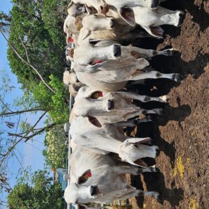 Lote 20 Vacas Brahman — Rancho Foncospa