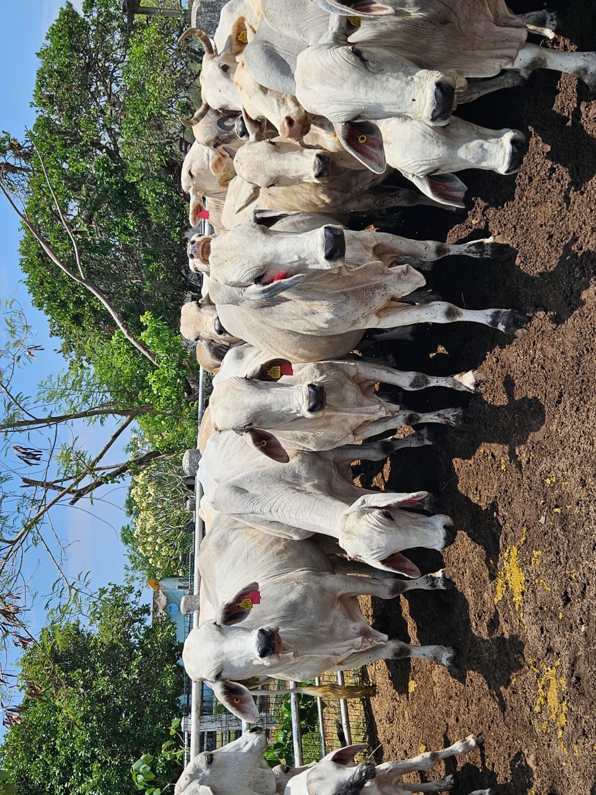Lote 20 Vacas Brahman — Rancho Foncospa