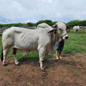 Semental Brahman Rosa del Alba — Registrado AMCC