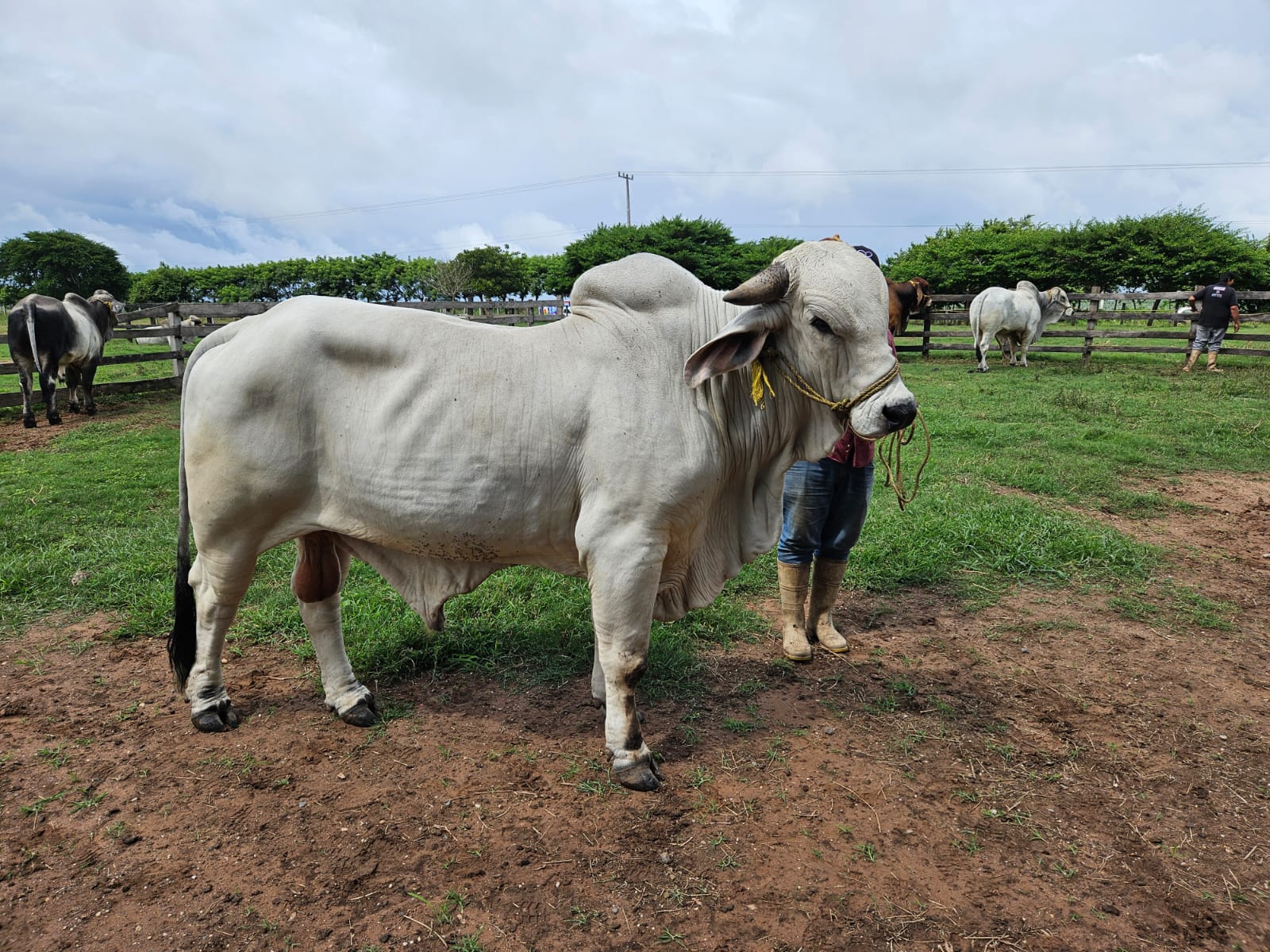 Semental Brahman Rosa del Alba — Registrado AMCC