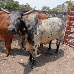 Toro Sardo Negro - 550 kg