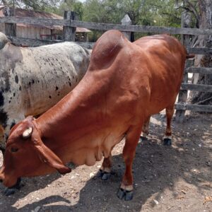Vaquilla Brahman Rojo - 400 kg
