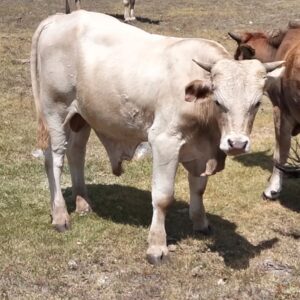 Becerro cruza Charol × Cebú ~300 kg