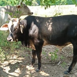 5 Becerros de destete ~230 kg – Rancho El Chijol